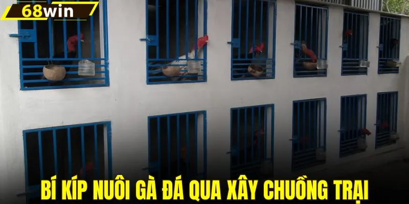 Bí kíp nuôi gà đá qua việc xây dựng chuồng trại