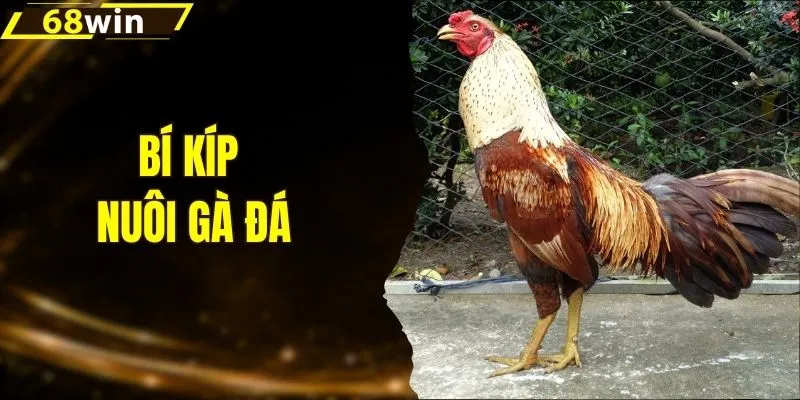 Bí Kíp Nuôi Gà Đá Săn Chắc, Chiếm Ưu Thế Trên Sới Đấu