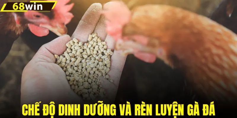 Chế độ dinh dưỡng và huấn luyện gà đá lâu dài