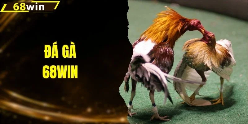 Đá Gà 68WIN - Bật Mí Sức Hút Từ Các Trận Gà Nảy Lửa