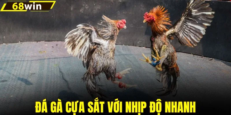 Đá gà cựa sắt với nhịp độ nhanh
