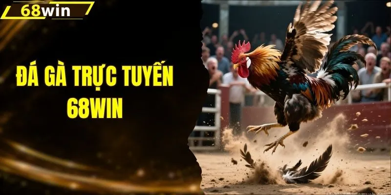 Đá Gà Trực Tuyến - Theo Dõi Các Sới Đấu Thomo Sắc Nét