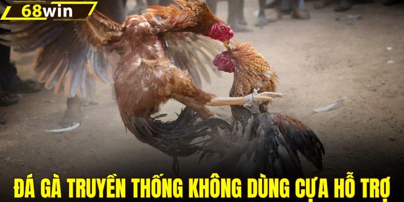 Đá gà truyền thống không sử dụng cựa hỗ trợ