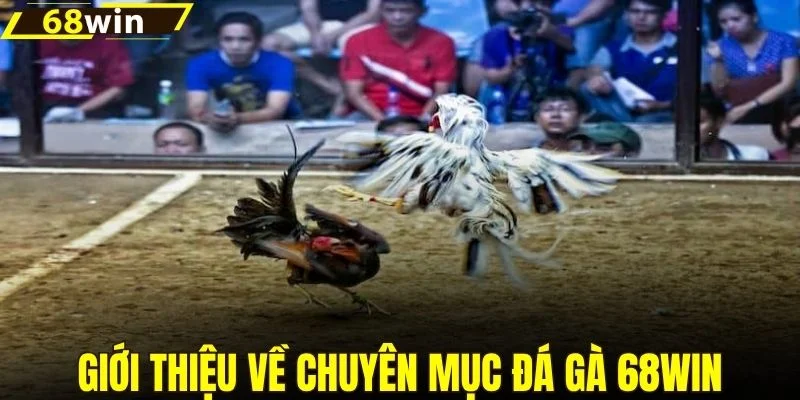 Giới thiệu về chuyên mục đá gà 68WIN