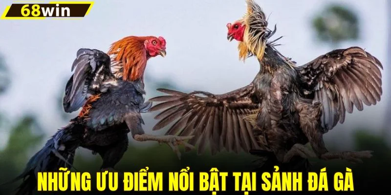 Những ưu điểm nổi bật tại sảnh đá gà