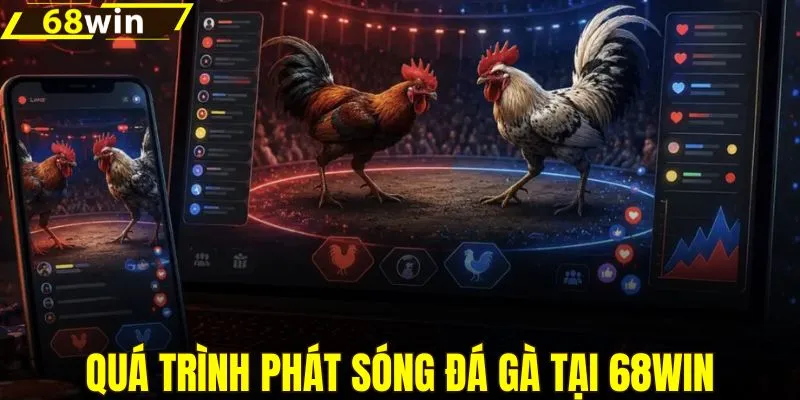 Quy trình phát sóng đá gà tại 68WIN