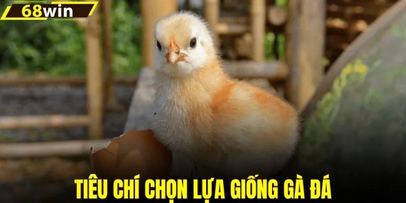 Tiêu chí quan trọng khi chọn giống gà đá