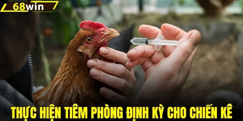 Tuân thủ lịch tiêm phòng định kỳ cho chiến kê
